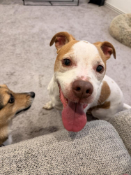 Found/Stray Male Dog last seen Medical Center , McKinney, TX 75069
