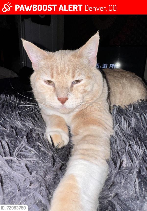 Lost Male Cat last seen 13th and Josephine the alley in between Josephine and York , Denver, CO 80206