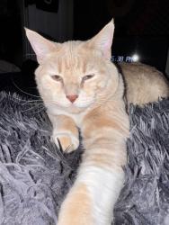 Lost Male Cat last seen 13th and Josephine the alley in between Josephine and York , Denver, CO 80206