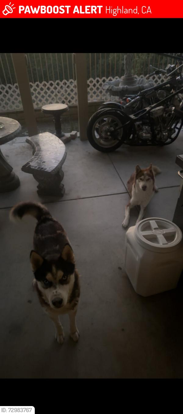 Lost Male Dog last seen Near Elder creek ln, Highland, CA 92346