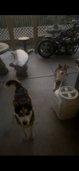 Lost Male Dog last seen Near Elder creek ln, Highland, CA 92346