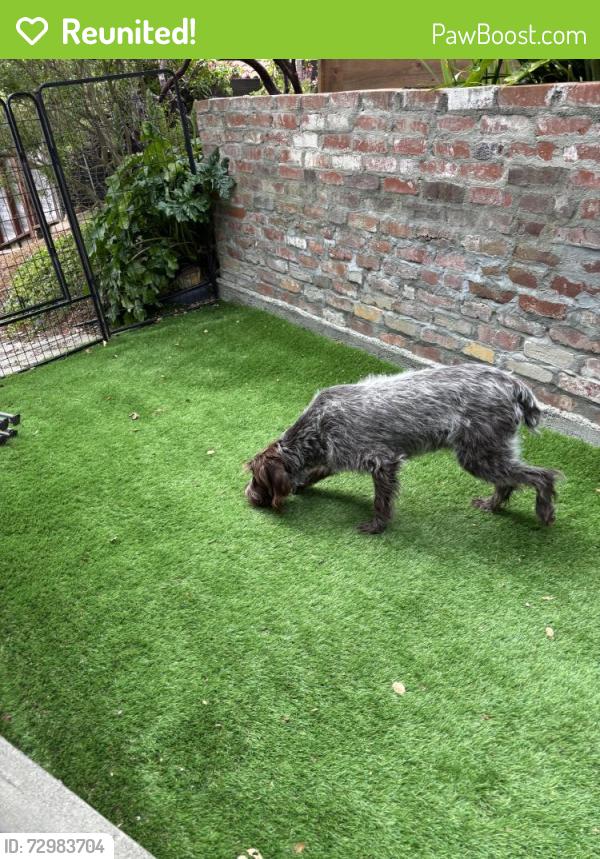 Reunited Unknown Dog last seen Broadway Terrace, Oakland, CA, USA, Oakland, CA 94618