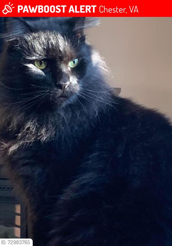 Lost Male Cat last seen Near Richmond Street, Chester, VA 23831