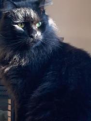 Lost Male Cat last seen Near Richmond Street, Chester, VA 23831
