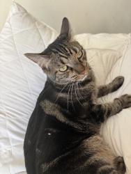 Lost Female Cat last seen 11th irvine road, Phoenix, AZ 85086