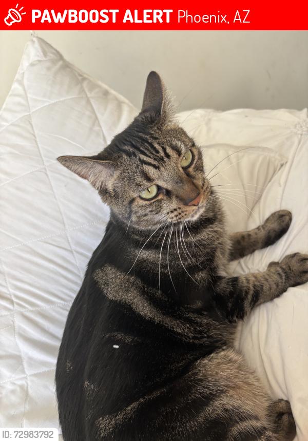 Lost Female Cat last seen 11th irvine road, Phoenix, AZ 85086