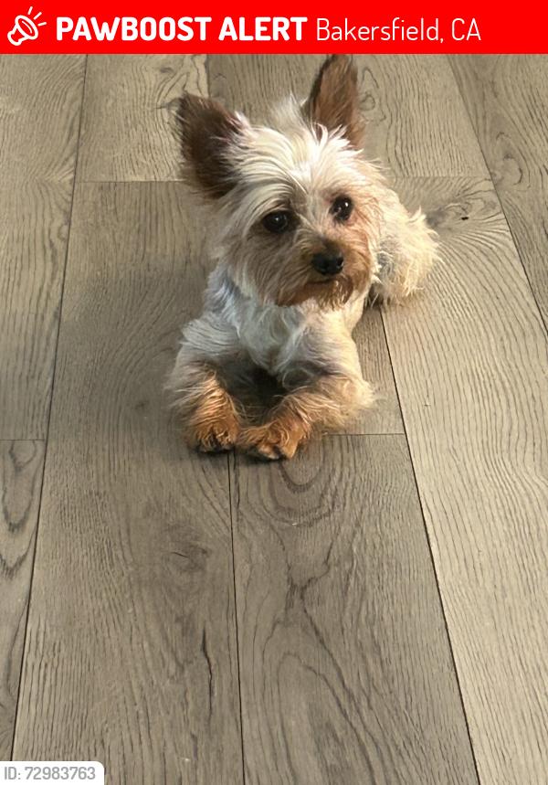 Lost Female Dog last seen Panama lane , Springdale dr , , Bakersfield, CA 93313