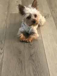 Lost Female Dog last seen Panama lane , Springdale dr , , Bakersfield, CA 93313