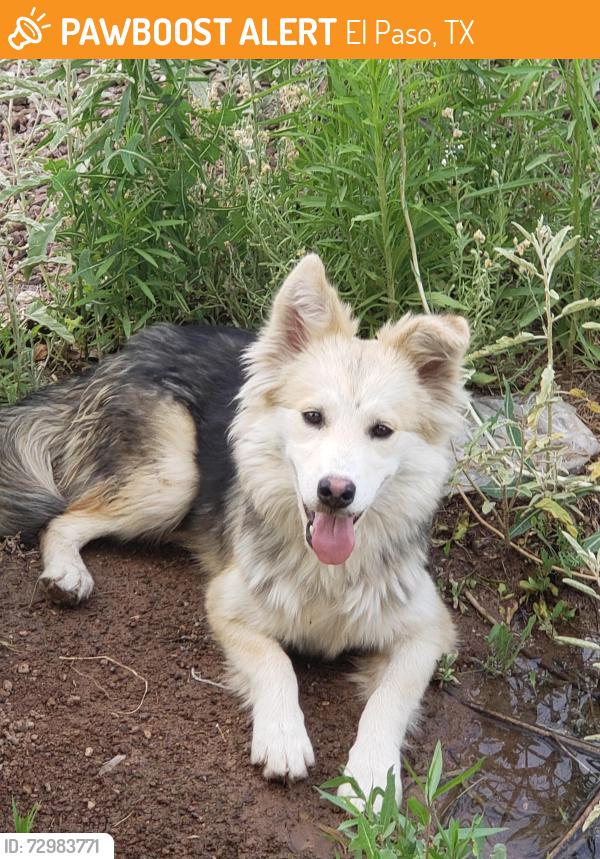 Found/Stray Female Dog last seen Mesquite Flor, El Paso, TX 79934