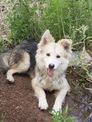 Found/Stray Female Dog last seen Mesquite Flor, El Paso, TX 79934