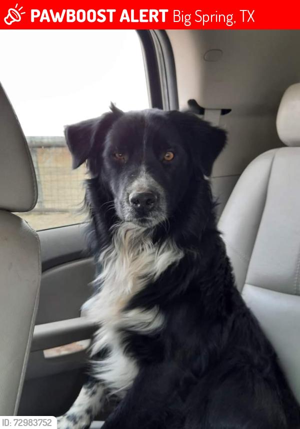 Lost Male Dog last seen Near longshore dr by the roping arena., Big Spring, TX 79720