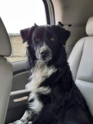 Lost Male Dog last seen Near longshore dr by the roping arena., Big Spring, TX 79720