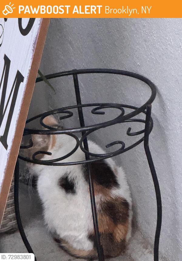 Found/Stray Unknown Cat last seen 20th ave , Brooklyn, NY 11204
