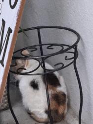 Found/Stray Unknown Cat last seen 20th ave , Brooklyn, NY 11204