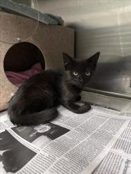 Shelter Stray Female Cat last seen HESPERIAN/A ST HOME DEPOT, 16 Barnes Ct, Hayward, CA 94544, USA