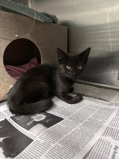 Shelter Stray Female Cat last seen HESPERIAN/A ST HOME DEPOT, 16 Barnes Ct, Hayward, CA 94544, USA