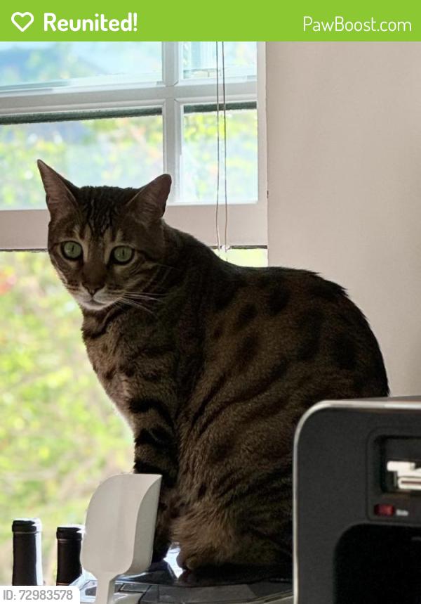Reunited Male Cat last seen Hampton Dr. and Rose Ave., Los Angeles, CA 90291