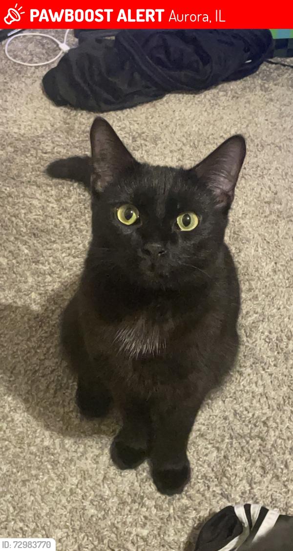 Lost Male Cat last seen Amstar gas station , Aurora, IL 60505