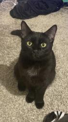 Lost Male Cat last seen Amstar gas station , Aurora, IL 60505