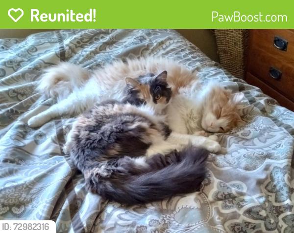 Reunited Female Cat last seen wset end of shady lane, St. Clair Shores, MI 48080