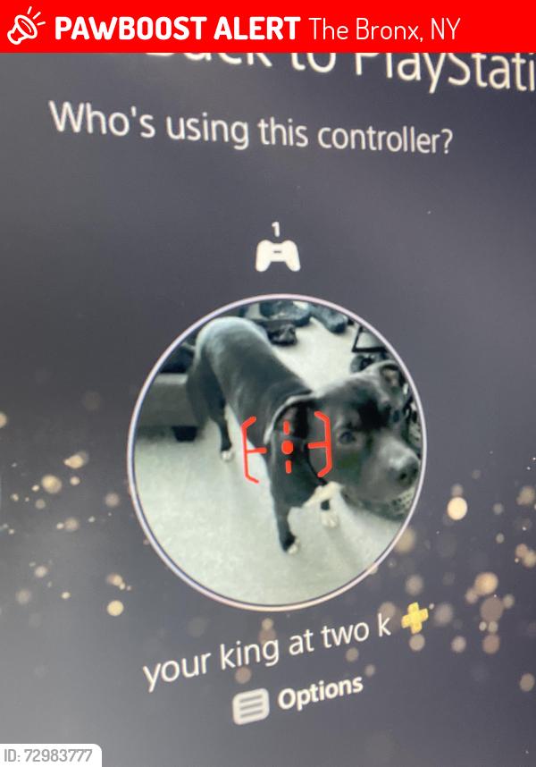 Lost Male Dog last seen Prospect, The Bronx, NY 10459