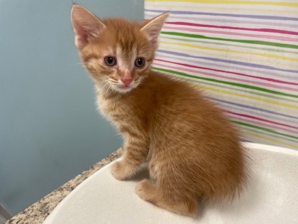 Shelter Stray Male Cat last seen Finch St, 43609, OH, Maumee, OH 43537