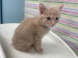 Shelter Stray Male Cat last seen Finch St, 43609, OH, Maumee, OH 43537