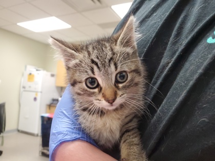 Shelter Stray Male Cat last seen S Monroe St, 43542, OH, Maumee, OH 43537