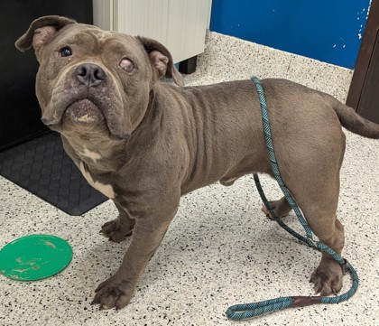 Shelter Stray Male Dog last seen Atlanta, GA 30310, Atlanta, GA 30336