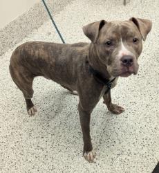 Shelter Stray Male Dog last seen Atlanta, GA 30315, Atlanta, GA 30336