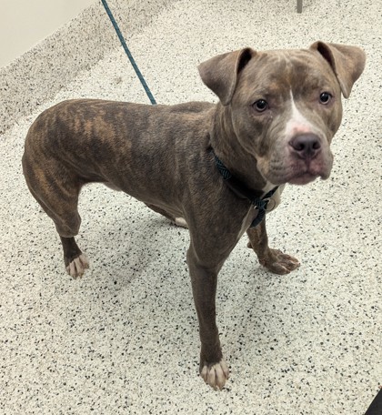 Shelter Stray Male Dog last seen Atlanta, GA 30315, Atlanta, GA 30336