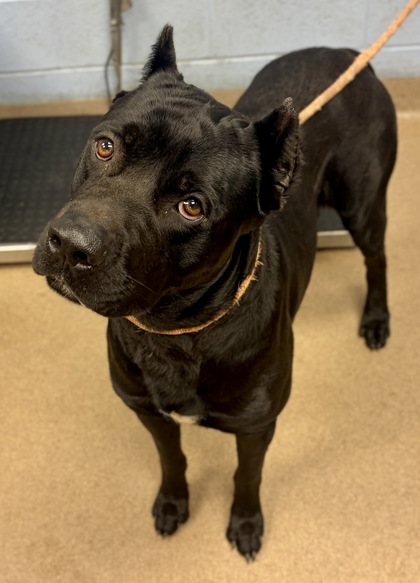 Shelter Stray Male Dog last seen Near Fairington Rd, Stonecrest, GA 30038, 30038, GA, Atlanta, GA 30341