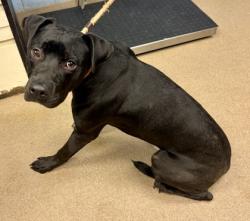 Shelter Stray Male Dog last seen Near Glenwood Rd 4, 4082, 30032, GA, Atlanta, GA 30341