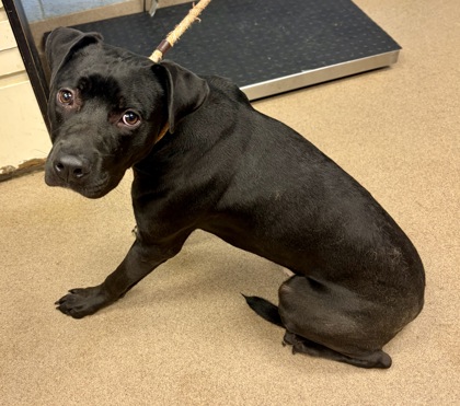 Shelter Stray Male Dog last seen Near Glenwood Rd 4, 4082, 30032, GA, Atlanta, GA 30341
