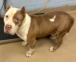 Shelter Stray Male Dog last seen Near Cedar Park Drive, 30083, GA, Atlanta, GA 30341