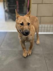 Shelter Stray Male Dog last seen Near Alta Vista, 75149, TX, Mesquite, TX 75149