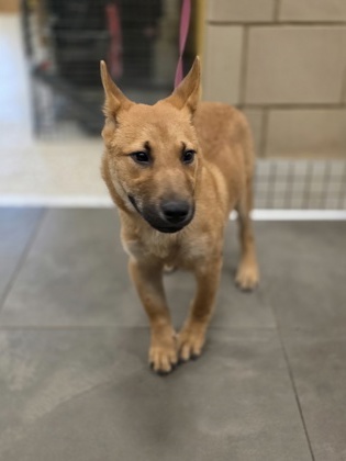 Shelter Stray Male Dog last seen Near Alta Vista, 75149, TX, Mesquite, TX 75149