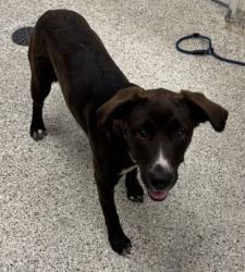 Shelter Stray Female Dog last seen Troost Ave & E 31st St, 64109, 64109, MO, 7077 Elmwood Ave, Kansas City, MO 64132, USA