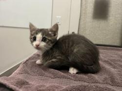 Shelter Stray Male Cat last seen Virginia Ave & Paseo, Kansas City, Missouri, 64110, 64110, MO, 7077 Elmwood Ave, Kansas City, MO 64132, USA