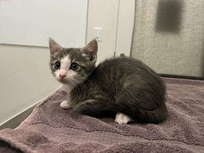 Shelter Stray Male Cat last seen Virginia Ave & Paseo, Kansas City, Missouri, 64110, 64110, MO, 7077 Elmwood Ave, Kansas City, MO 64132, USA