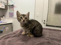 Shelter Stray Female Cat last seen Virginia Ave & Paseo, Kansas City, Missouri, 64110, 64110, MO, 7077 Elmwood Ave, Kansas City, MO 64132, USA