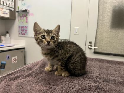 Shelter Stray Female Cat last seen Virginia Ave & Paseo, Kansas City, Missouri, 64110, 64110, MO, 7077 Elmwood Ave, Kansas City, MO 64132, USA