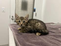 Shelter Stray Male Cat last seen Virginia Ave & Paseo, Kansas City, Missouri, 64110, 64110, MO, 7077 Elmwood Ave, Kansas City, MO 64132, USA