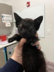 Shelter Stray Male Cat last seen N Monroe AveKansas City, MO 64120, 64120, MO, 7077 Elmwood Ave, Kansas City, MO 64132, USA