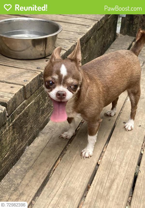 Reunited Female Dog last seen Dippen Rd, near Winsdspring , Winston-Salem, NC 27105