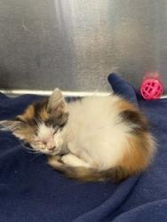 Shelter Stray Female Cat last seen E Clinton Ave & N Bond St, Fresno Zone Fresno CO 2 93703, CA, Fresno, CA 93706