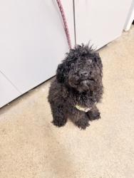 Shelter Stray Female Dog last seen New Richmond, OH 45157, Cleveland, OH 44102