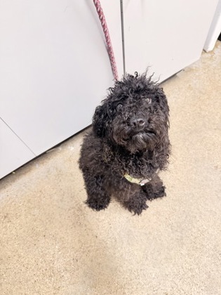 Shelter Stray Female Dog last seen New Richmond, OH 45157, Cleveland, OH 44102