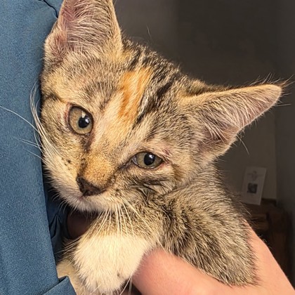 Shelter Stray Female Cat last seen Brazos County, TX 77808, Bryan, TX 77807