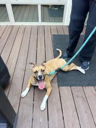 Found/Stray Female Dog last seen Baker Rd, Zebulon, Wake County, NC 27597